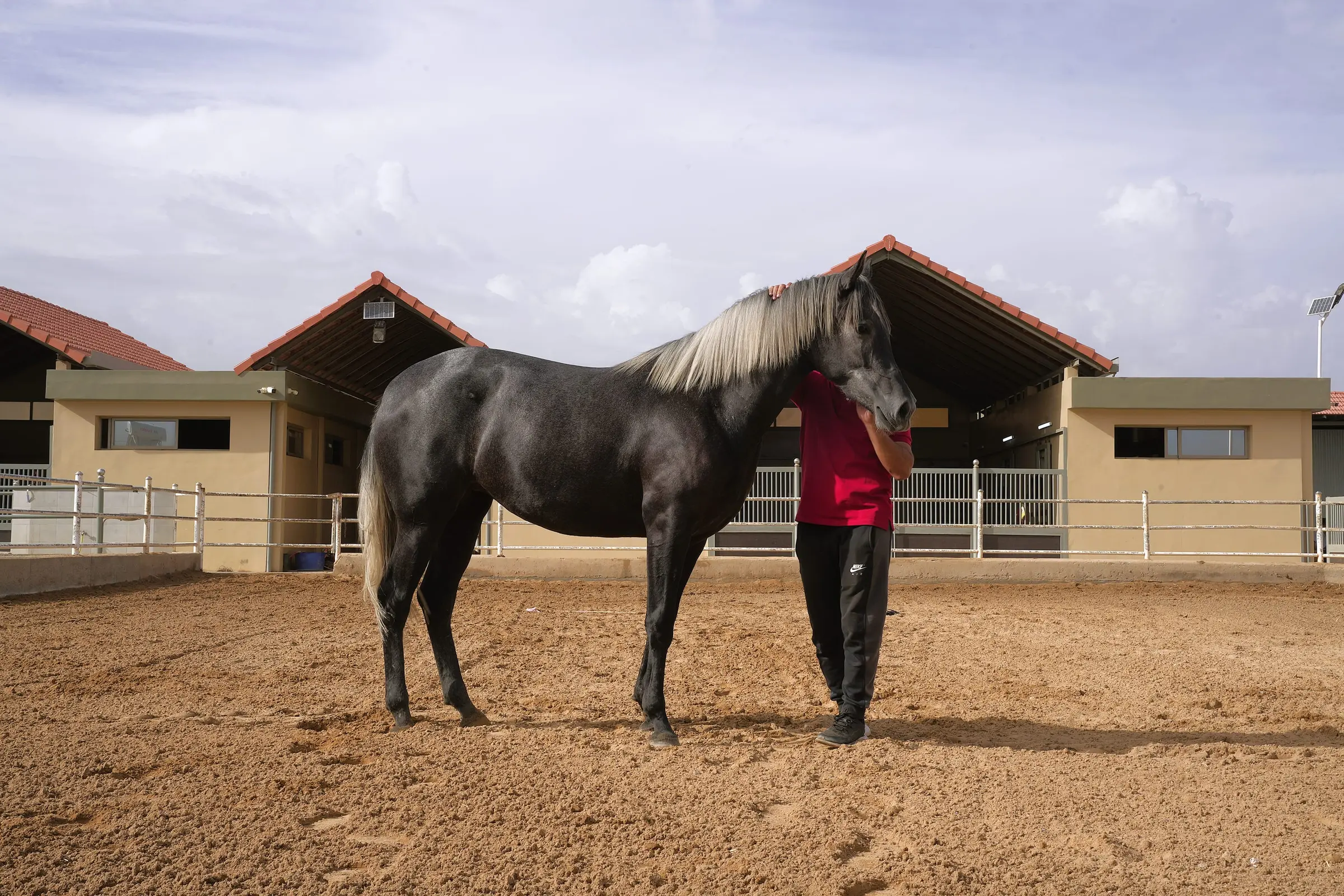Cheval gris aux crins argentés présenté dans la carrière du haras El Adiyat, devant les écuries