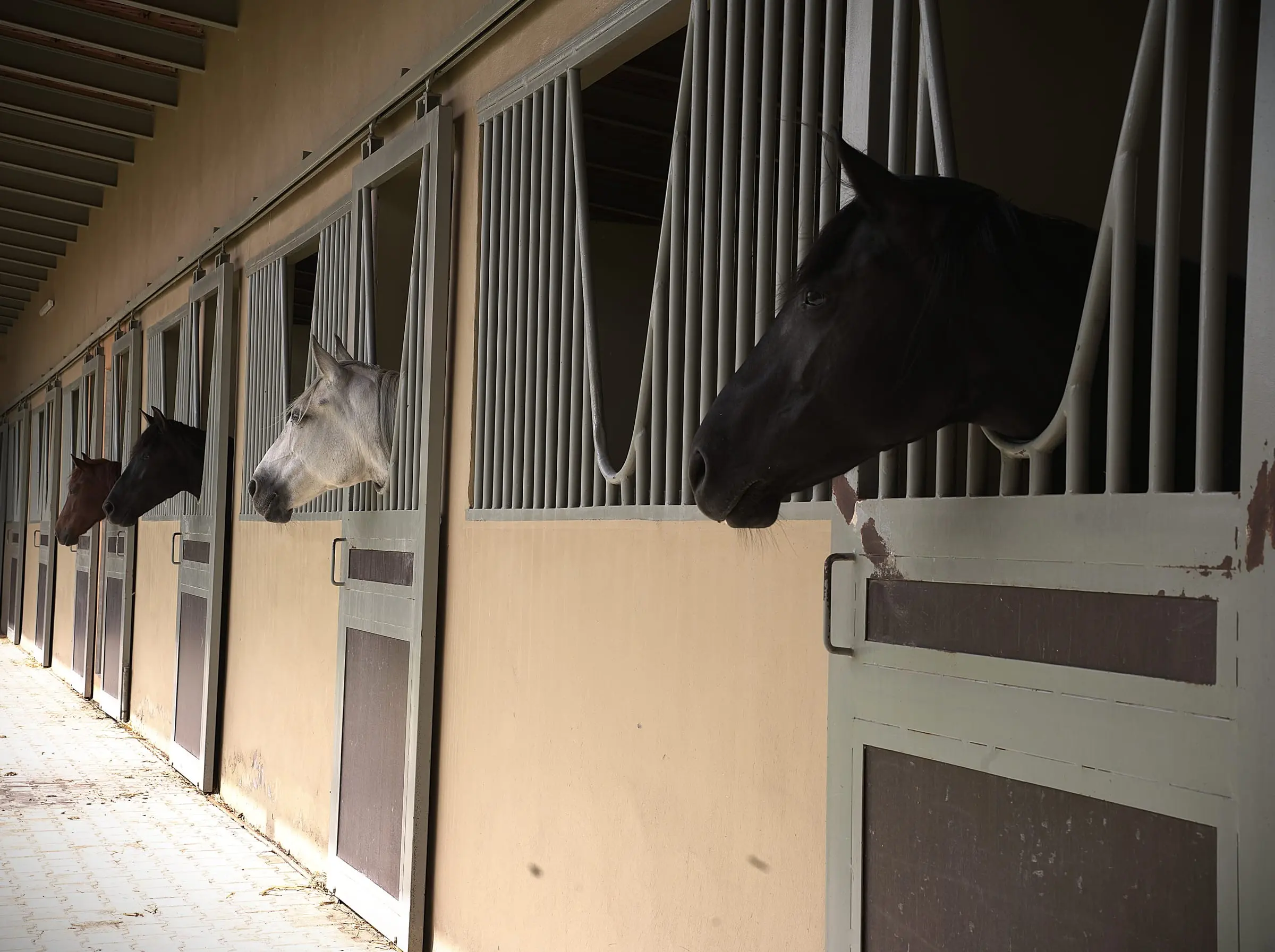 Allée des écuries du haras, chevaux à la porte de leurs box