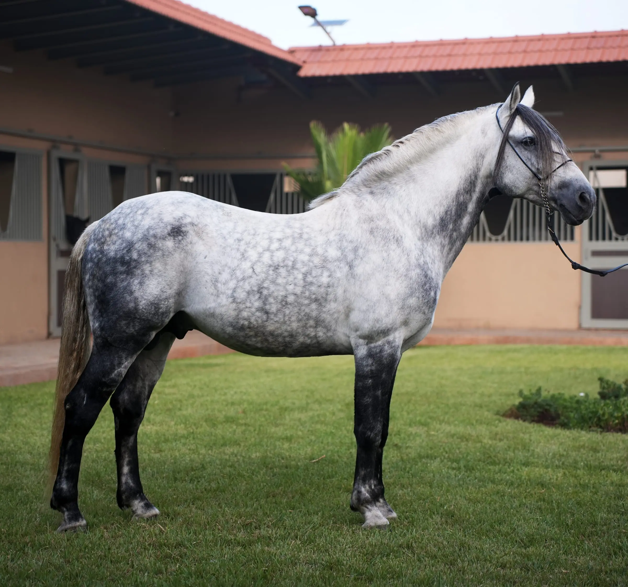 Jaoual CB, étalon Barbe gris pommelé, présenté de profil sur la pelouse du haras